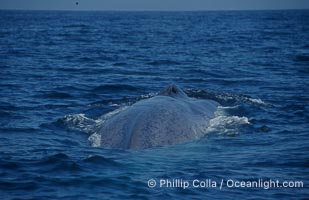 An enormous blue whale rounds out (hunches up its back) before diving.  Note the distinctive mottled skin pattern. Open ocean offshore of San Diego, Balaenoptera musculus
