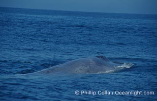An enormous blue whale rounds out (hunches up its back) before diving.  Note the distinctive mottled skin pattern. Open ocean offshore of San Diego, Balaenoptera musculus
