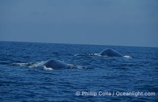 Two blue whales round out together just before synchronously diving for food.  Open ocean near San Diego, Balaenoptera musculus