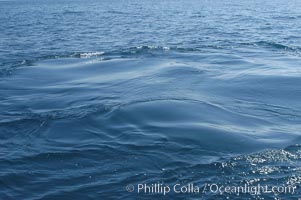 A footprint (or flukeprint) is the smooth circle of water left on the oceans surface where a blue whale has just dived.  When there is little wind and waves, a footprint can remain visible for several minutes, Balaenoptera musculus, San Diego, California