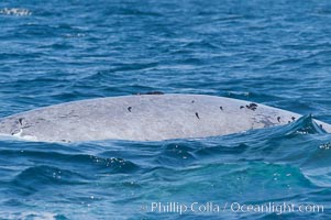 Remoras are seen holding on to the dorsal ridge (back) of this blue whale.  Remoras latch on to blue whales while they winter in warm southern waters.  The blue whale is the largest animal on earth, reaching 80 feet in length and weighing as much as 300,000 pounds, Balaenoptera musculus, Coronado Islands (Islas Coronado)