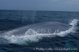 A blue whale rounds out at the surface before diving in search of food.  A blue whale can stay submerged while foraging for food for up to 20 minutes.  The blue whale is the largest animal on earth, reaching 80 feet in length and weighing as much as 300,000 pounds.  Near Islas Coronado (Coronado Islands), Balaenoptera musculus, Coronado Islands (Islas Coronado)