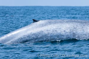 Blue whale, raising fluke prior to diving for food, Balaenoptera musculus, San Diego, California