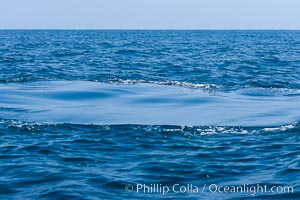 Footprint left on the surface of the ocean in the wake of a diving blue whale, Balaenoptera musculus, San Diego, California