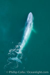 Blue whale, exhaling as it surfaces from a dive, aerial photo. The blue whale is the largest animal ever to have lived on Earth, exceeding 100' in length and 200 tons in weight, Balaenoptera musculus, Redondo Beach, California
