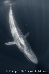 Blue whale 80-feet long, full body photograph of an enormous blue whale showing rostrom head to fluke tail, taken at close range with very wide lens, Balaenoptera musculus, San Diego, California