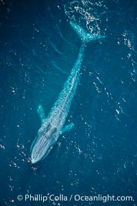 Blue whale, Balaenoptera musculus