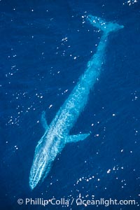 Blue whale, the largest animal ever to inhabit earth, swims through the open ocean, aerial view, Balaenoptera musculus
