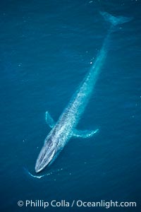 Blue whale, Balaenoptera musculus