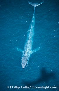 Blue whale aerial photo, with the shadow of the survey plane providing scale as to how huge the whale really is, Balaenoptera musculus