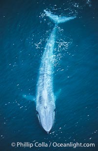 A huge blue whale swims through the open ocean in this aerial photograph.  The blue whale is the largest animal ever to live on Earth, Balaenoptera musculus