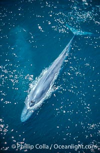 Blue whale, open blowholes, rounding out, Balaenoptera musculus