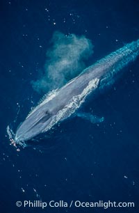 Blue whale, Balaenoptera musculus
