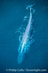 Blue whale, note vertebrae, Balaenoptera musculus
