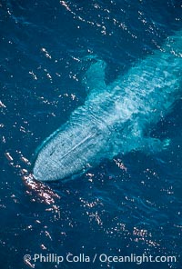 Blue whale rostrum, Balaenoptera musculus