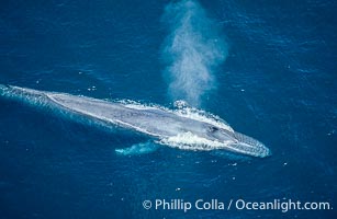 Blue whale, blowhole open, Balaenoptera musculus