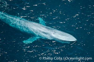 Blue whale, Balaenoptera musculus