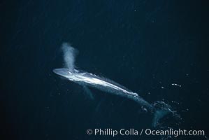 Blue whale, Balaenoptera musculus