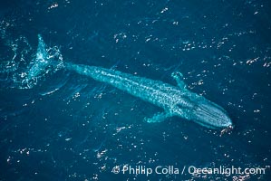 Blue whale, Balaenoptera musculus