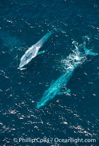 Blue whale, Balaenoptera musculus