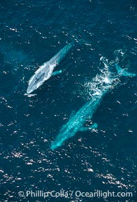 Blue whale, Balaenoptera musculus