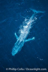 Blue whale, Balaenoptera musculus