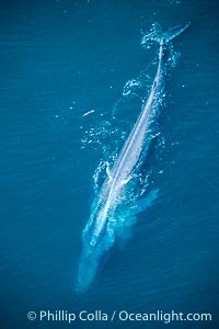 Blue whale, mottled skin, vertebrae, inflated throat, swimming at surface in the open ocean between foraging dives, aerial view., Balaenoptera musculus, natural history stock photograph, photo id 02195