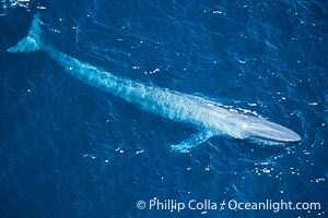Blue whale., Balaenoptera musculus, natural history stock photograph, photo id 02199