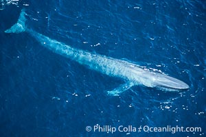 Blue whale, Balaenoptera musculus