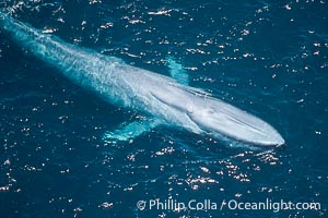 Blue whale, Balaenoptera musculus