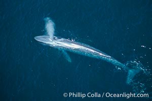 Blue whale, Balaenoptera musculus