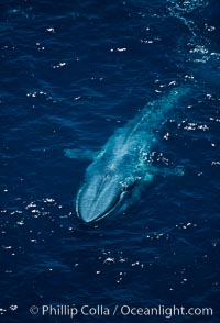 Blue whale, throat pleats distended during feeding, Balaenoptera musculus