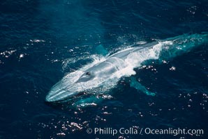 Blue whale, throat pleats distended during feeding, Balaenoptera musculus