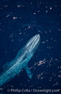 Blue whale rostrum, head, aerial view, open ocean, Balaenoptera musculus