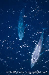 Blue whales surfacing,  Baja California (Mexico), Balaenoptera musculus