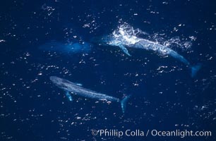 Blue whales: mother/calf pair w/ adult,  Baja California (Mexico), Balaenoptera musculus