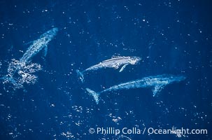 Blue whales: mother/calf pair w/ adult,  Baja California (Mexico), Balaenoptera musculus