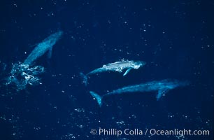 Blue whales: mother/calf pair w/ adult,  Baja California (Mexico), Balaenoptera musculus