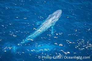 Blue whale surfacing,  Baja California (Mexico), Balaenoptera musculus