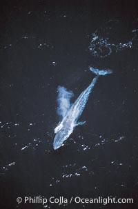 Blue whale surfacing,  Baja California (Mexico), Balaenoptera musculus