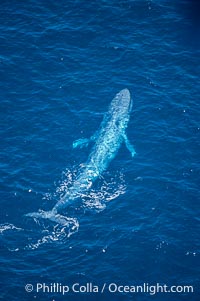 Blue whale surfacing,  Baja California (Mexico), Balaenoptera musculus