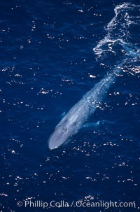 Blue whale surfacing,  Baja California (Mexico), Balaenoptera musculus