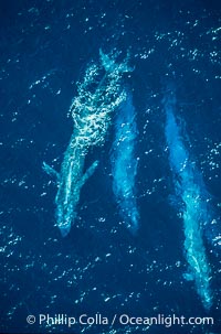 Four blue whales (including calf) socializing,  Baja California (Mexico), Balaenoptera musculus