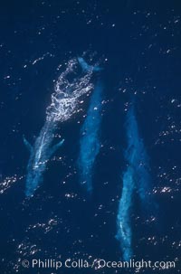 Four blue whales (including calf) socializing,  Baja California (Mexico), Balaenoptera musculus