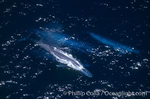 Three blue whales (including calf) socializing,  Baja California (Mexico), Balaenoptera musculus