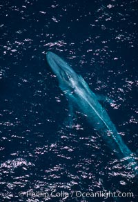 Adult blue whale surfacing,  Baja California (Mexico), Balaenoptera musculus