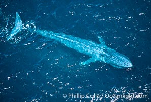 Blue whale swims at the ocean surface in the open ocean, aerial view, Balaenoptera musculus