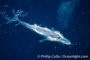 Blue whale, aerial photo, Baja California, Balaenoptera musculus