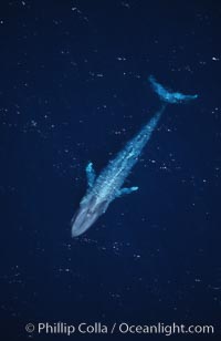 Blue whale, aerial photo, Baja California, Balaenoptera musculus