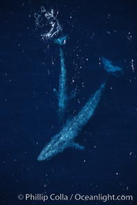 Blue whale, mother and calf, aerial photo, Baja California, Balaenoptera musculus